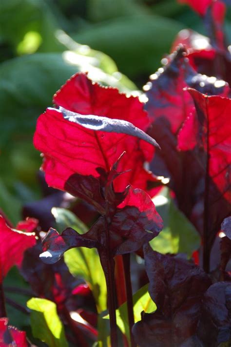 Images Gratuites la nature fleur feuille pétale rouge l automne