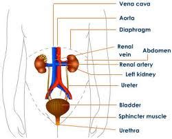 Excretory System Labeled Diagram