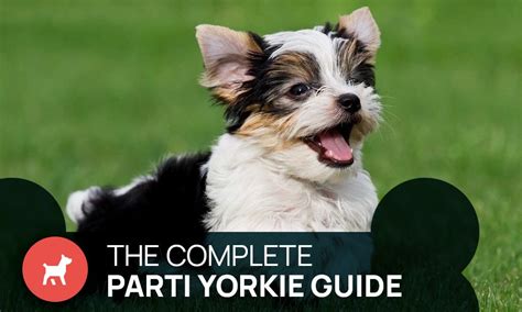 The Complete Parti Yorkie Guide Everything You Need To Know Latest