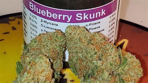 Strain Review Blueberry Skunk Weed Delivery Vancouver