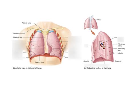 Anterior View Of Right Left Lungs Diagram Quizlet