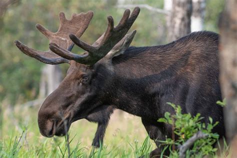 Featured Creature Moose Biodiversity For A Livable Climate