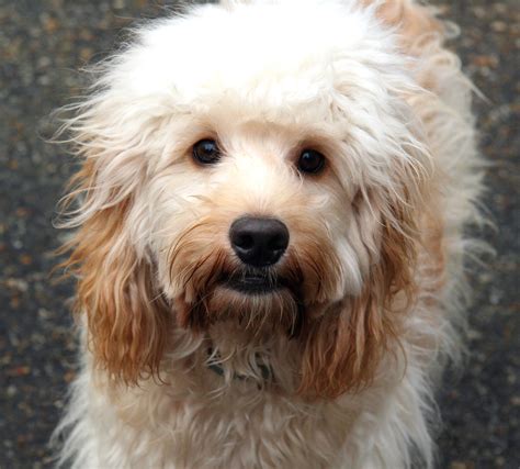 File Adult Cockapoo  Wikimedia Commons