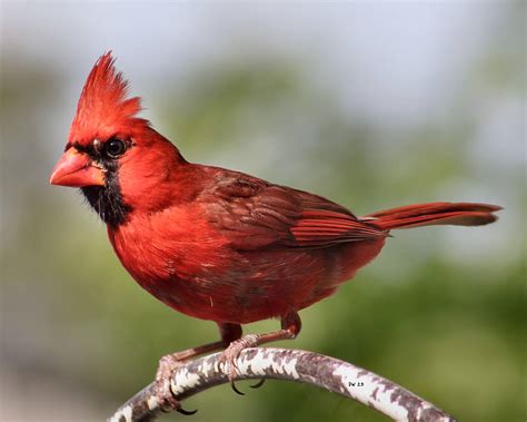 Cardinal - Male by DasDriver on DeviantArt