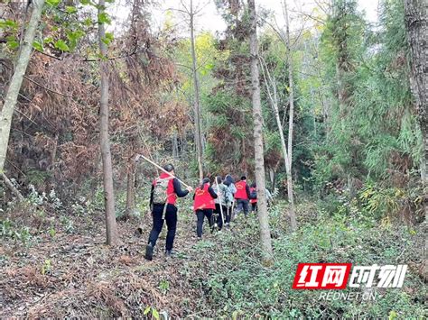 武陵源区锣鼓塔街道：织密四张网 筑牢森林防火墙凤凰网湖南凤凰网