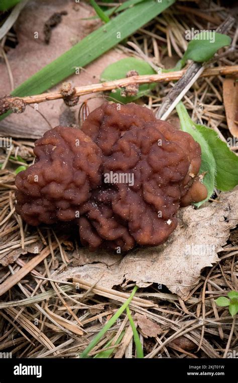 A False Morel Mushroom Gyromitra Esculenta Growing Under Mixed Fir