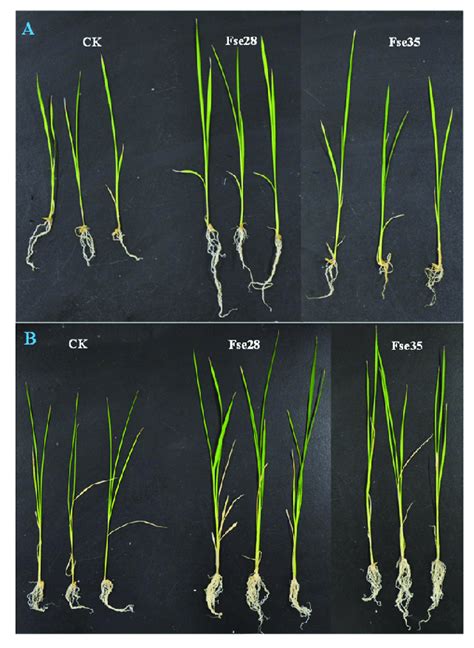 Effects Of Inoculating With PGPE Bacteria On The Growth Of Shoots And