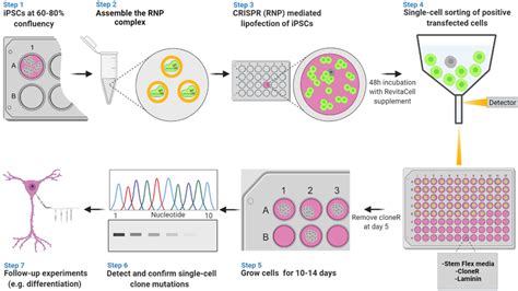 Novel Methodology For Crispr Cas Editing Of Ipscs Step Ipscs Are