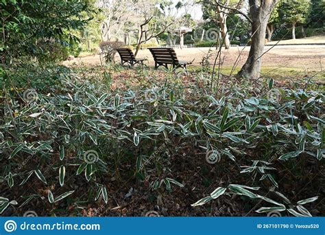 Kuma Bamboo Grass Sasa Veitchii Stock Photo Image Of Kuma Medicinal