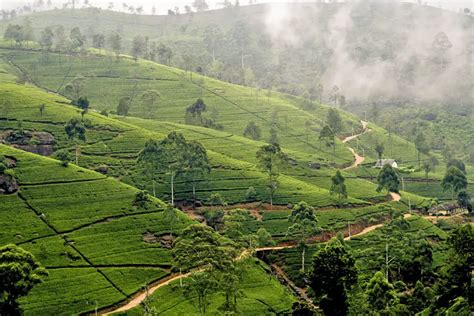 Nuwara Eliya Tipps F R Deine Reise