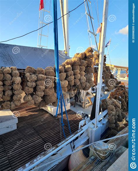 Tarpon Springs, Sponge Docks Editorial Image - Image of docks, sponge ...