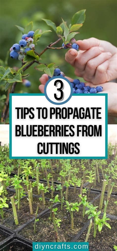 3 Tips To Propagate Blueberries From Cuttings How To Do It Artofit