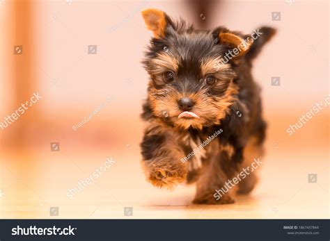 49 580 Yorkshire Terrier Puppy Images Stock Photos Vectors