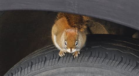 Does Car Insurance Cover Rodent Damage