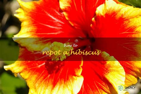 Step By Step Guide For Repotting A Hibiscus Plant Shuncy