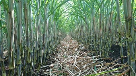 Farming 100 Years and Beyond: Sugarcane