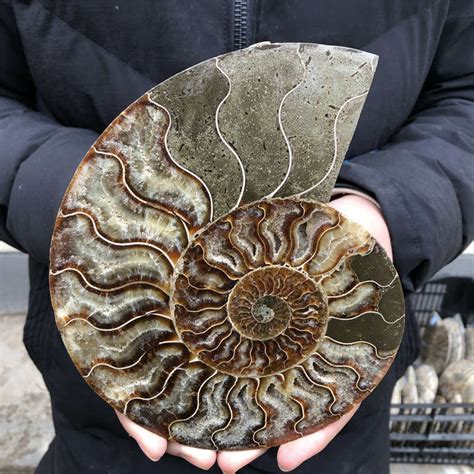 670g Natural Ammonite Fossil Quartz Crystal Specimen Reiki Healing EBay