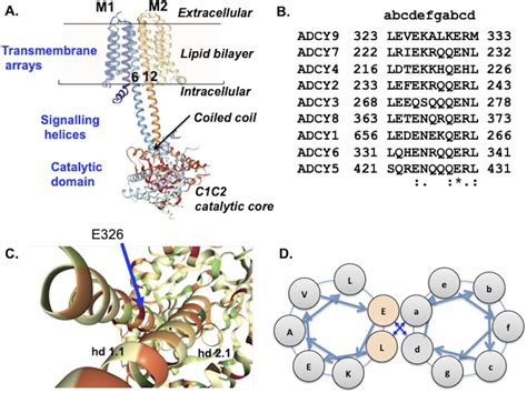 Human Adenylyl Cyclase 9 Is Auto Stimulated By Its Isoform Specific C