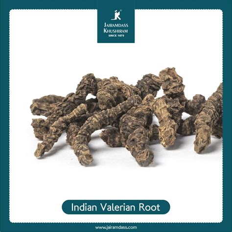 Indian Valerian Root Valeriana Wallichii Herbs Jairamdass Khushiram