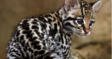 Artificial Insemination Is Key to Ocelot Conservation - Your Daily Dish