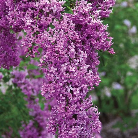 Gurney's Seed and Nursery Sunday Purple Flowering Lilac Dormant Bare Root Flowering Starter ...