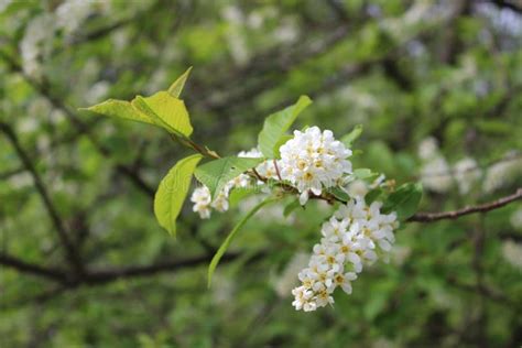 Bird Cherry Blossom Stock Image Image Of Spring Tree 93284845