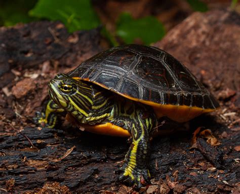 Eastern Chicken Turtle Deirochelys Reticularia Alachua C Tyler