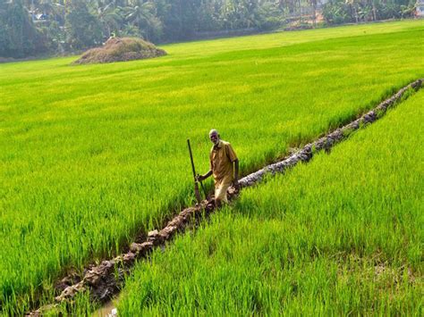 Researchers Find A New Possibility To Improve Rice Productivity Delhi