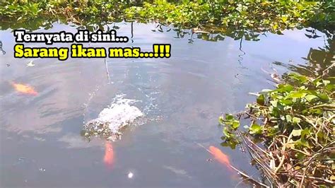 Spot Seperti Ini Lah Yang Di Cari Para Pemancing Fishing