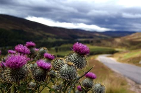 Thistles On Strathdon Teacup Gardens Flowers Fairy Garden