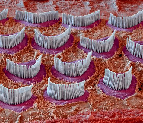 Inner ear hair cells, SEM - Stock Image - C049/8857 - Science Photo Library