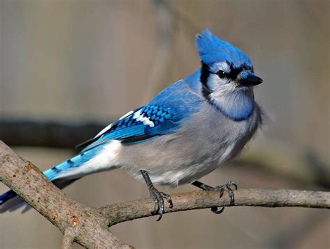 Blue Jay "Cyanocitta cristata" | Boreal Songbird Initiative