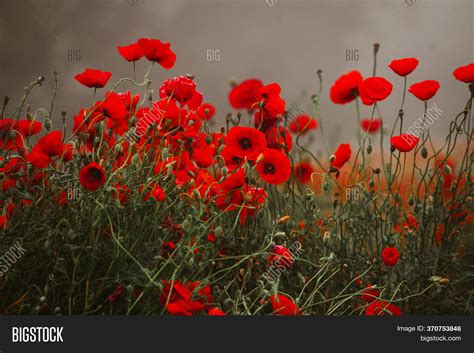 Red Poppy Flower Field