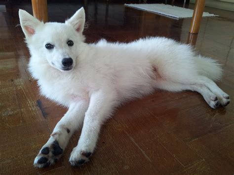 Japanese Spitz Puppies Rescue Pictures Information Temperament