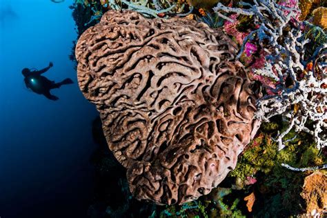 Foto Tempat Wisata Di Gorontalo Ada Taman Laut Dan Danau Halaman