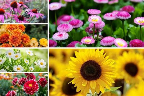 301 Different Types Of Flowers With Names And Pictures 48 Off