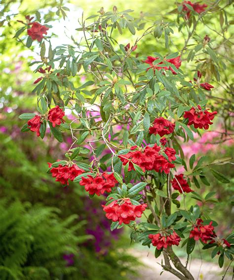 Pruning azaleas: how and when to complete this task | Gardeningetc