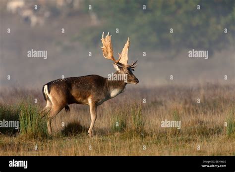 Fallow Deer Dama Dama Stock Photo Alamy
