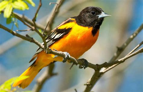 Download Baltimore Oriole Bird Looking Fierce Animal Photography