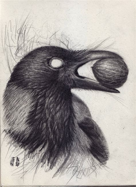 Crow Nut by hanykayal on DeviantArt