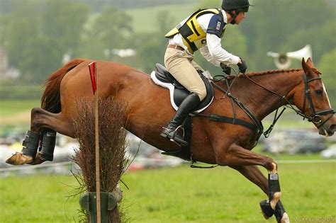 Photo: jumping horse 3h side view