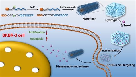 Supramolecular Nanofibers Formed By Enzymeinstructed Selfassembly For