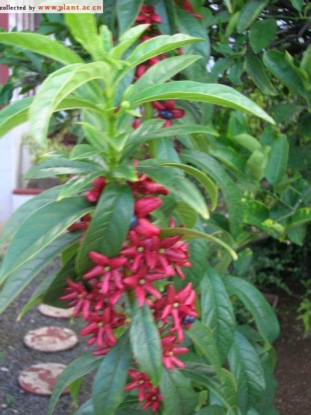 Clerodendrum Spclerodendrum植物图片库植物通