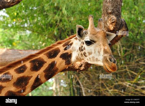 Giraffe (Giraffa camelopardalis Stock Photo - Alamy