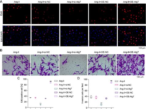 The Atg7 Mediates The Cell Proliferation And Migration Of Vascular