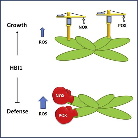 Hbi Mediates The Trade Off Between Growth And Immunity Through Its