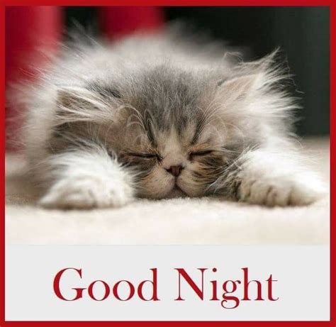 Pin on buonanotte | Good night funny, Nighty night, Good night cat