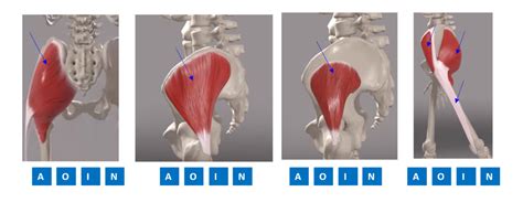 PHT1103 Anatomy PTA Glutes AOIN Labeling Unit 6 Diagram Quizlet