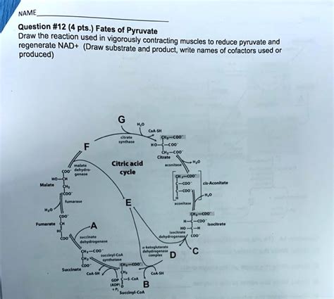 Solved Name Question Pts Fates Of Pyruvate Draw The Reaction