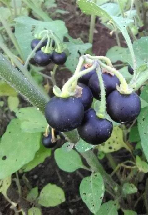 Sunberry Great Lakes Staple Seeds